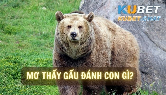 Mơ thấy gấu đánh con gì? Giải mã 99+ điềm báo khi mơ thấy gấu