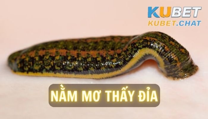 Nằm mơ thấy đỉa là gì? Lí giải 99 con số đẹp về giấc mơ thấy đỉa